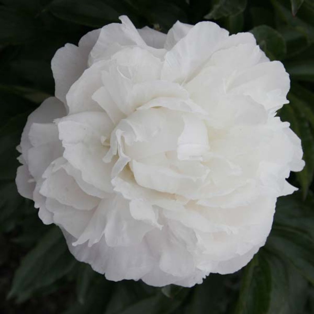 Peonia lactiflora Marie lemoine