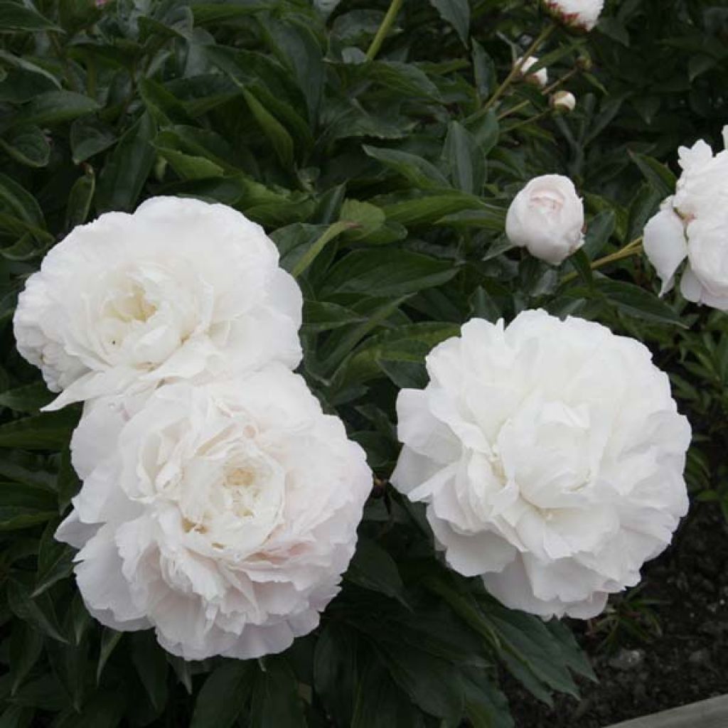 Peonia lactiflora Marie lemoine