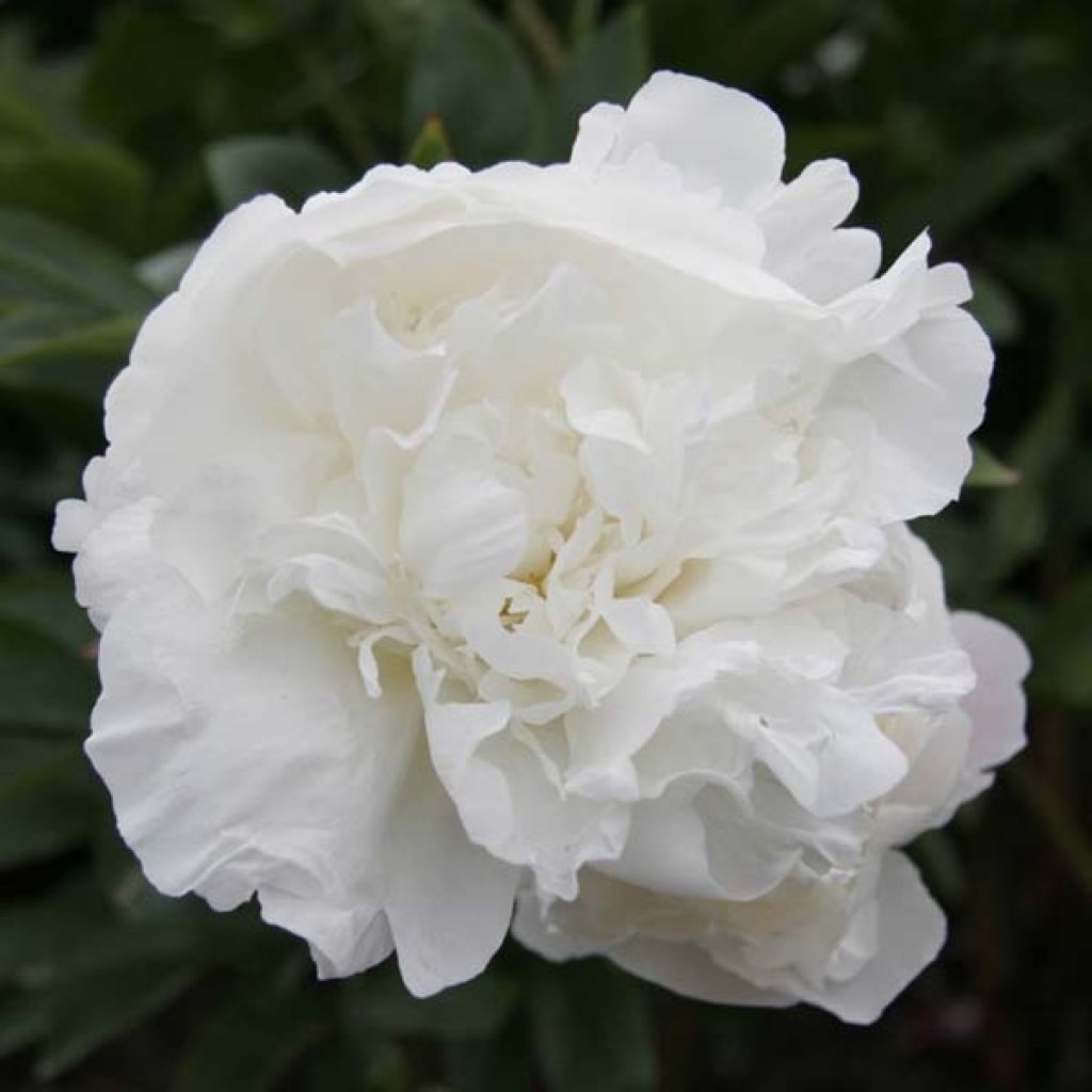 Peonia lactiflora Mother's Choice