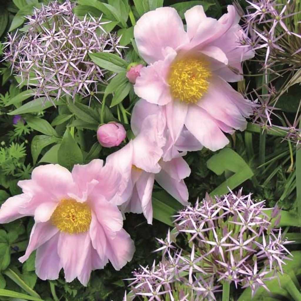 Peonia lactiflora Nymphe