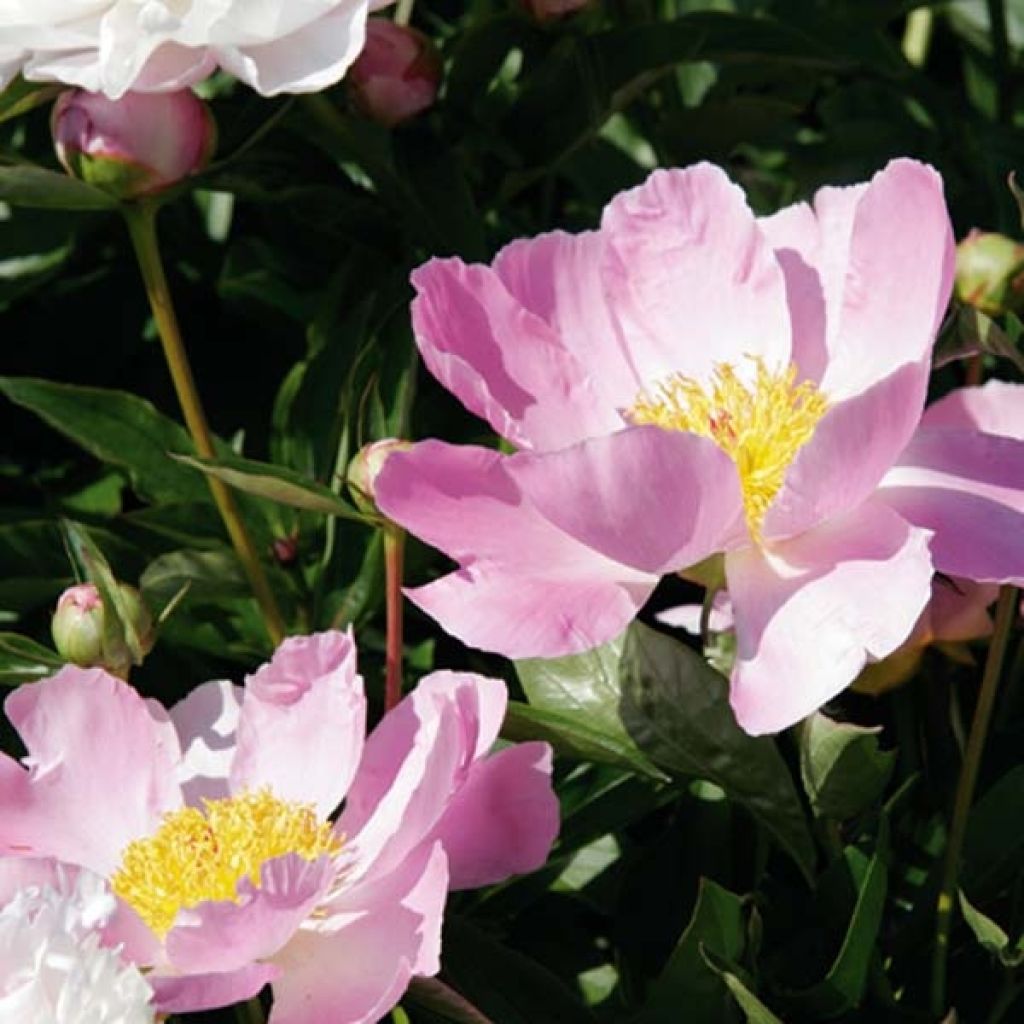 Peonia lactiflora Nymphe