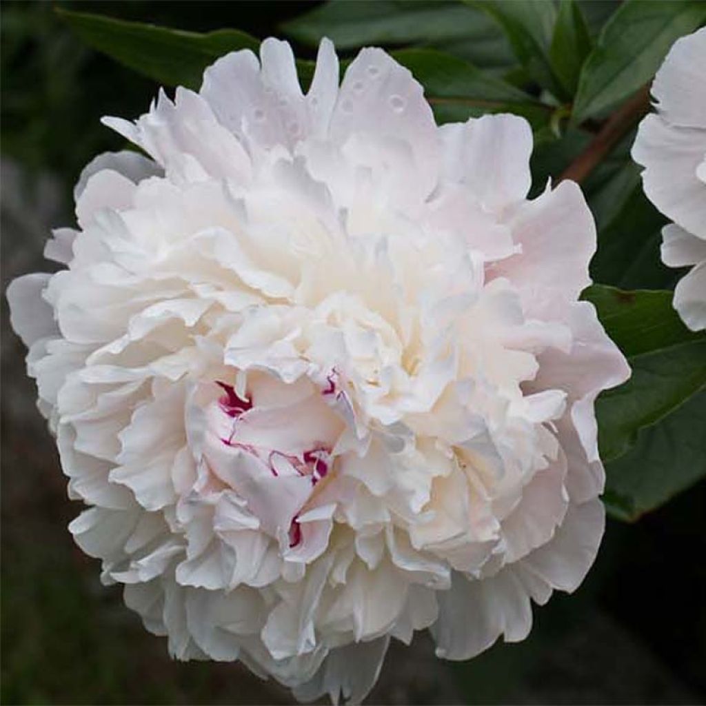 Peonia officinalis Alba Plena