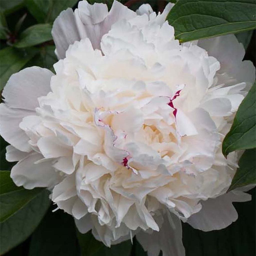 Peonia officinalis Alba Plena