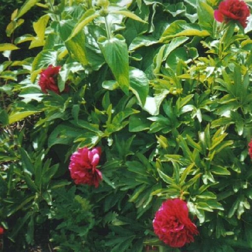 Peonia officinalis Rubra Plena