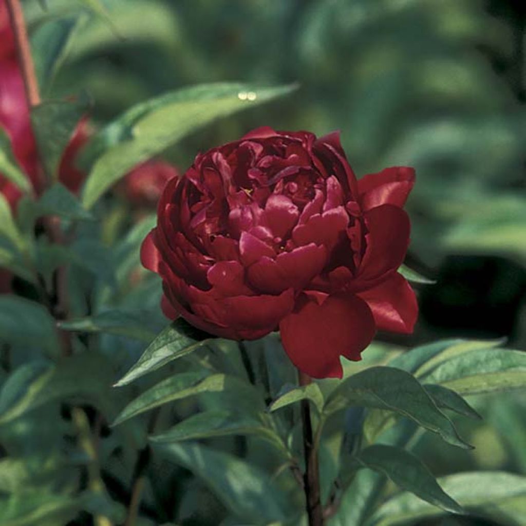 Peonia lactiflora Peter Brand