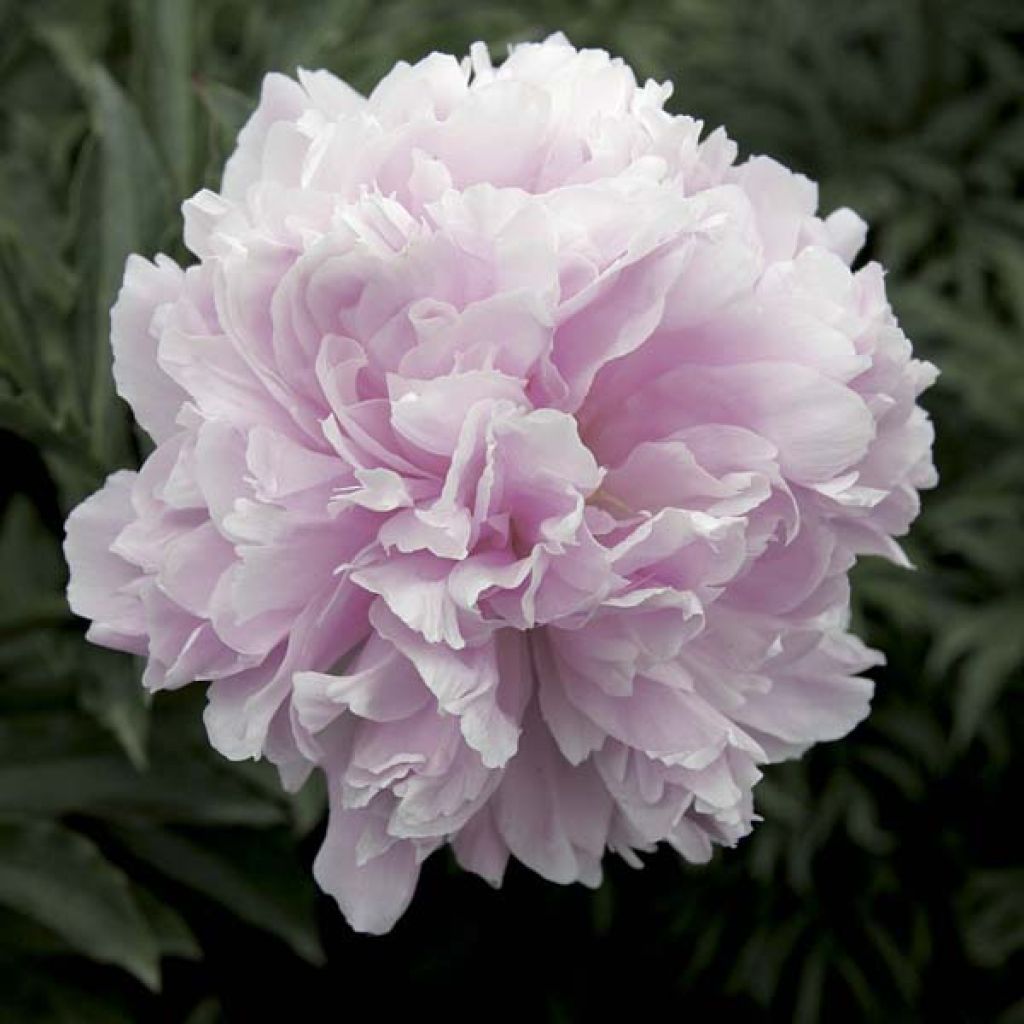 Peonia lactiflora Reine Hortense