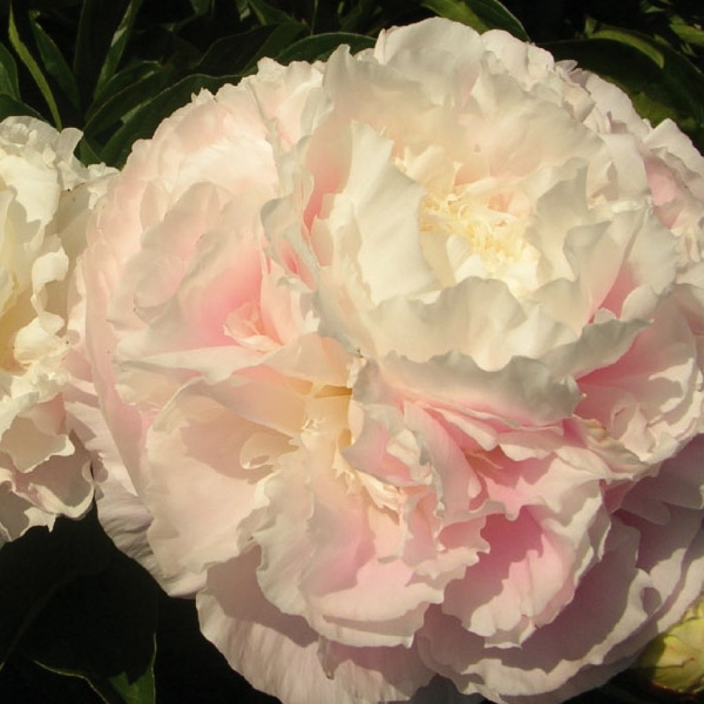 Peonia lactiflora Temple