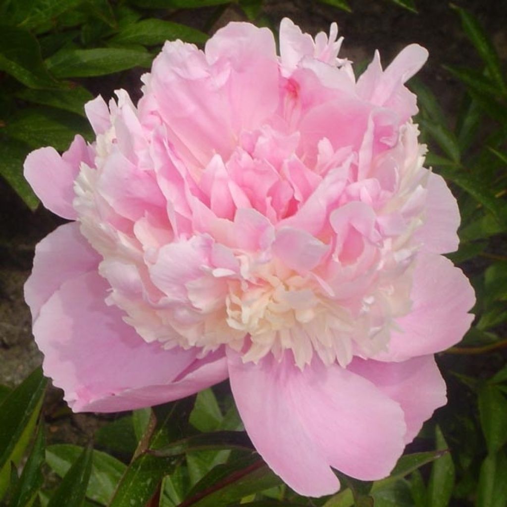 Peonia lactiflora Sorbet