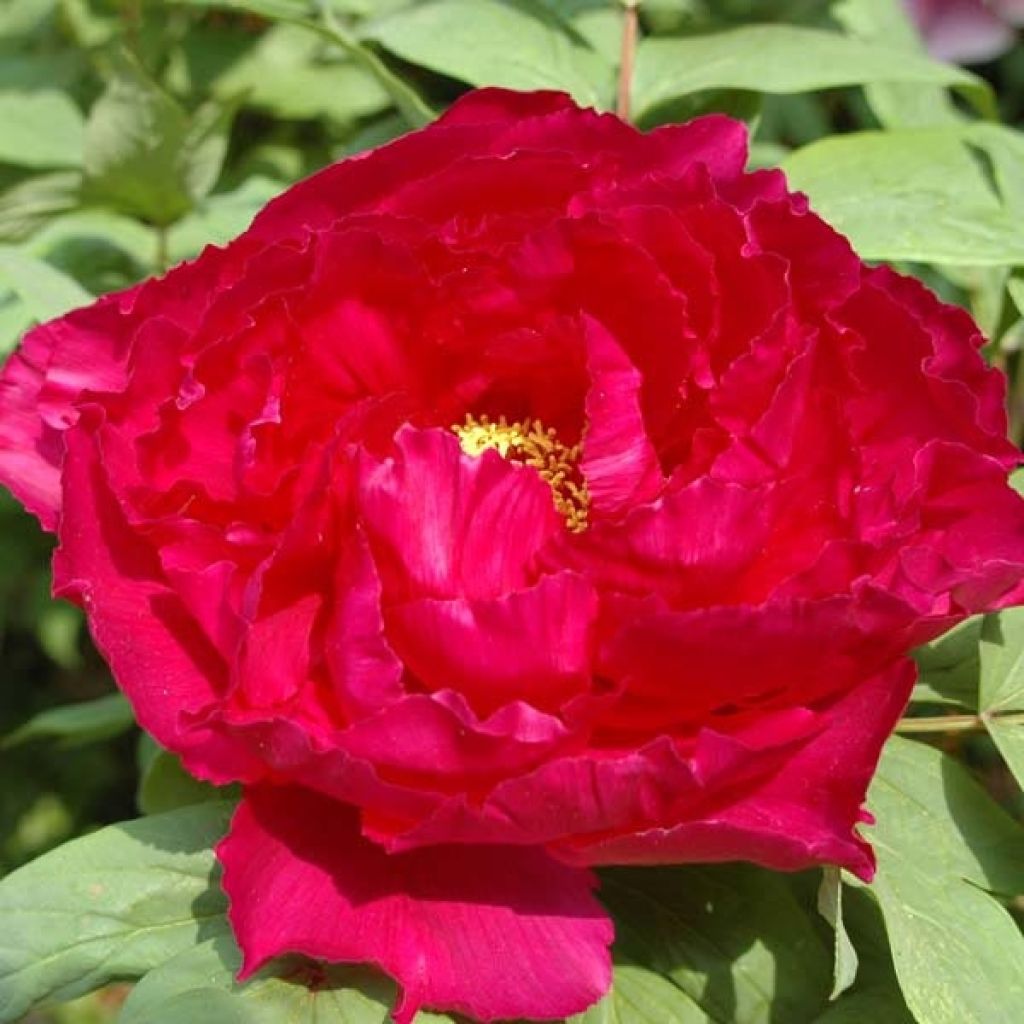 Peonía arbustiva Red - Paeonia suffruticosa