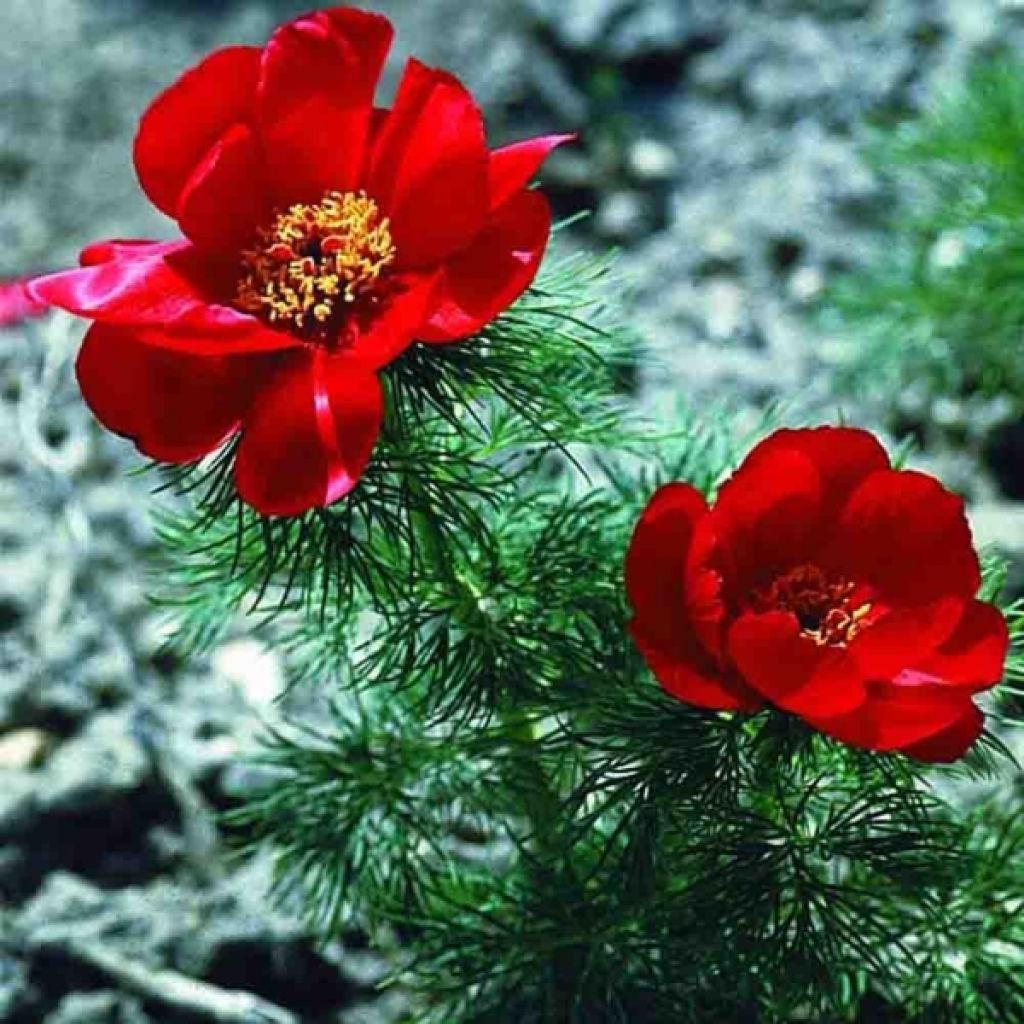 Peonía tenuifolia - Peonía hoja de helecho