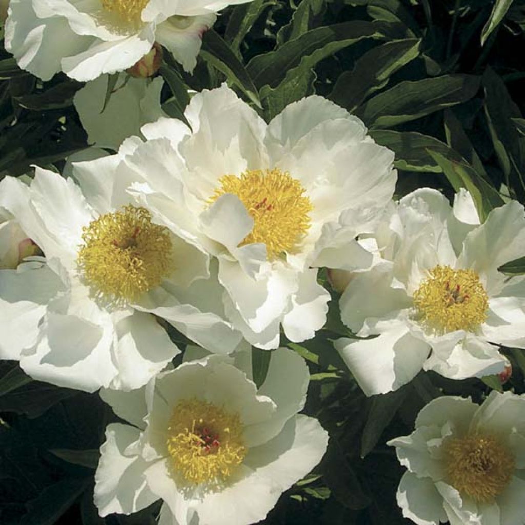 Pivoine lactiflora White Wing