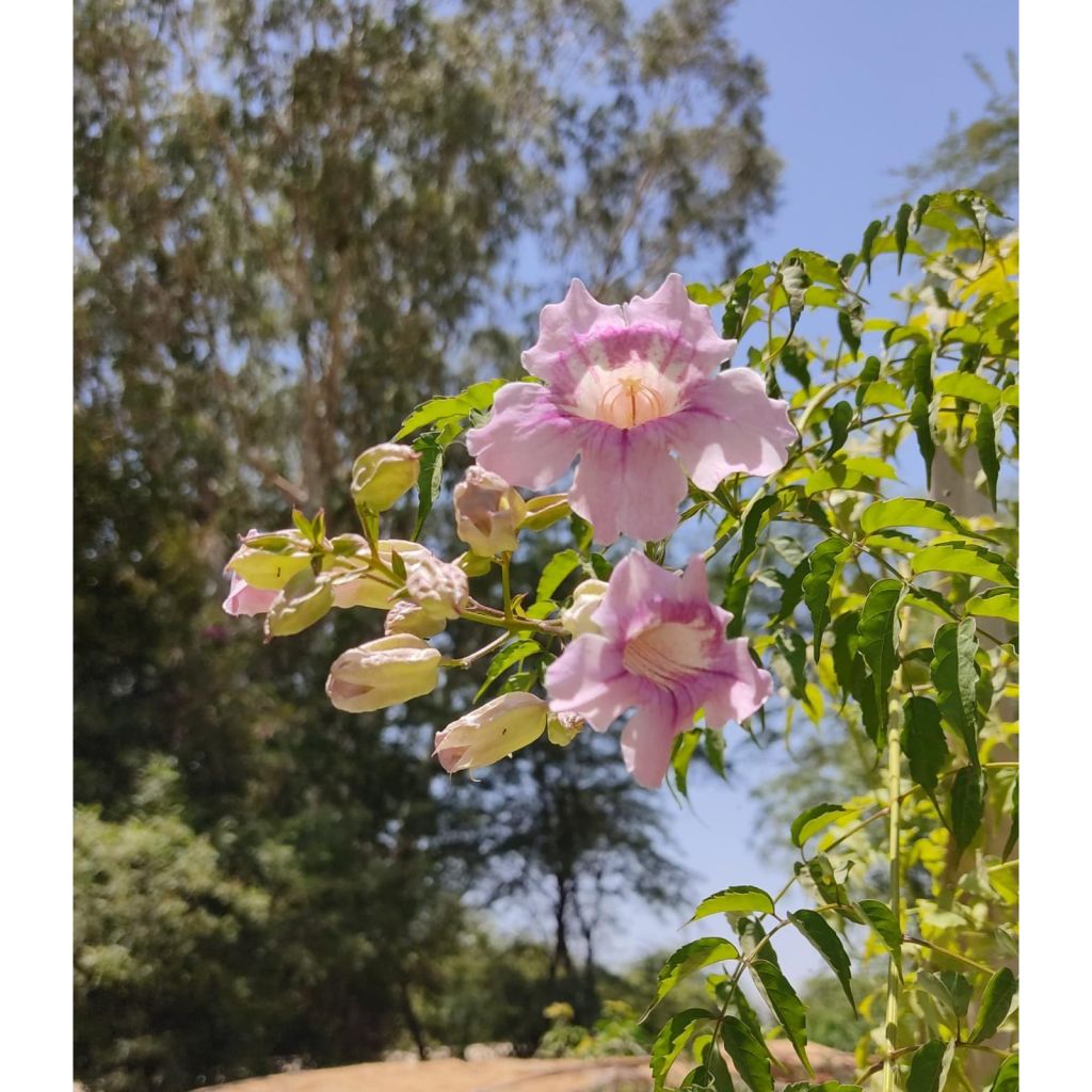 Podranea ricasoliana - Bignonia rosa