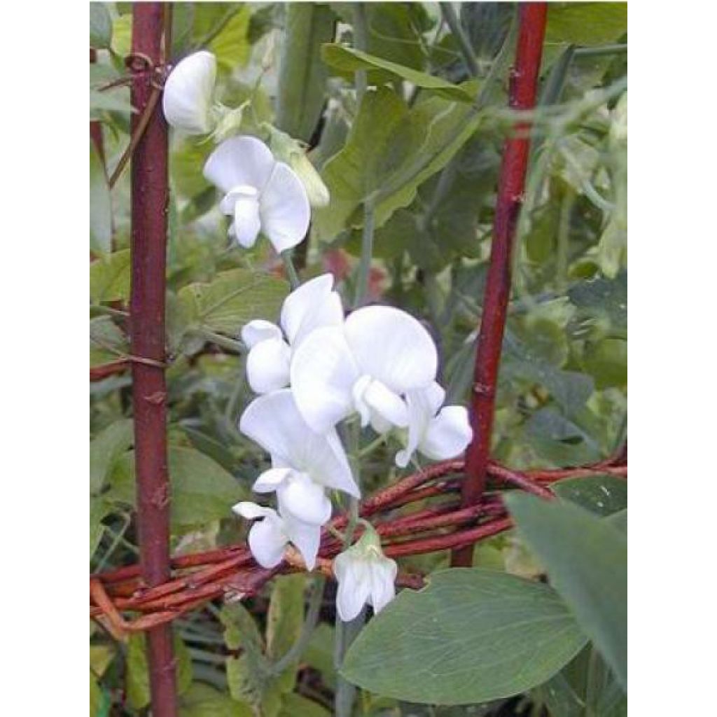 Graines de Pois de senteur White Pearl -  Lathyrus latifolius