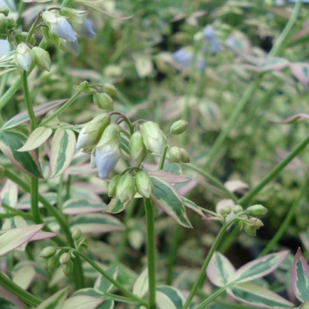 Polemonium reptans Stairway to Heaven