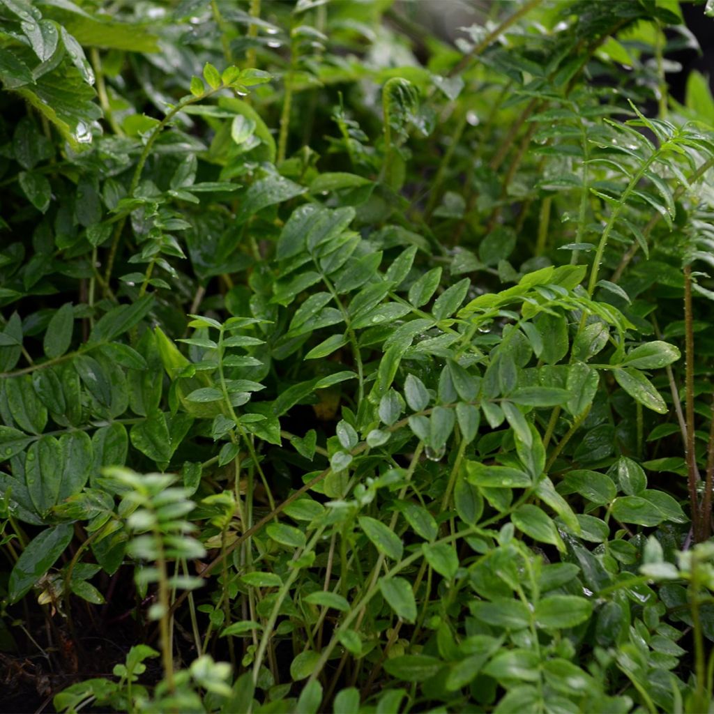 Polemonium Bressingham Purple 