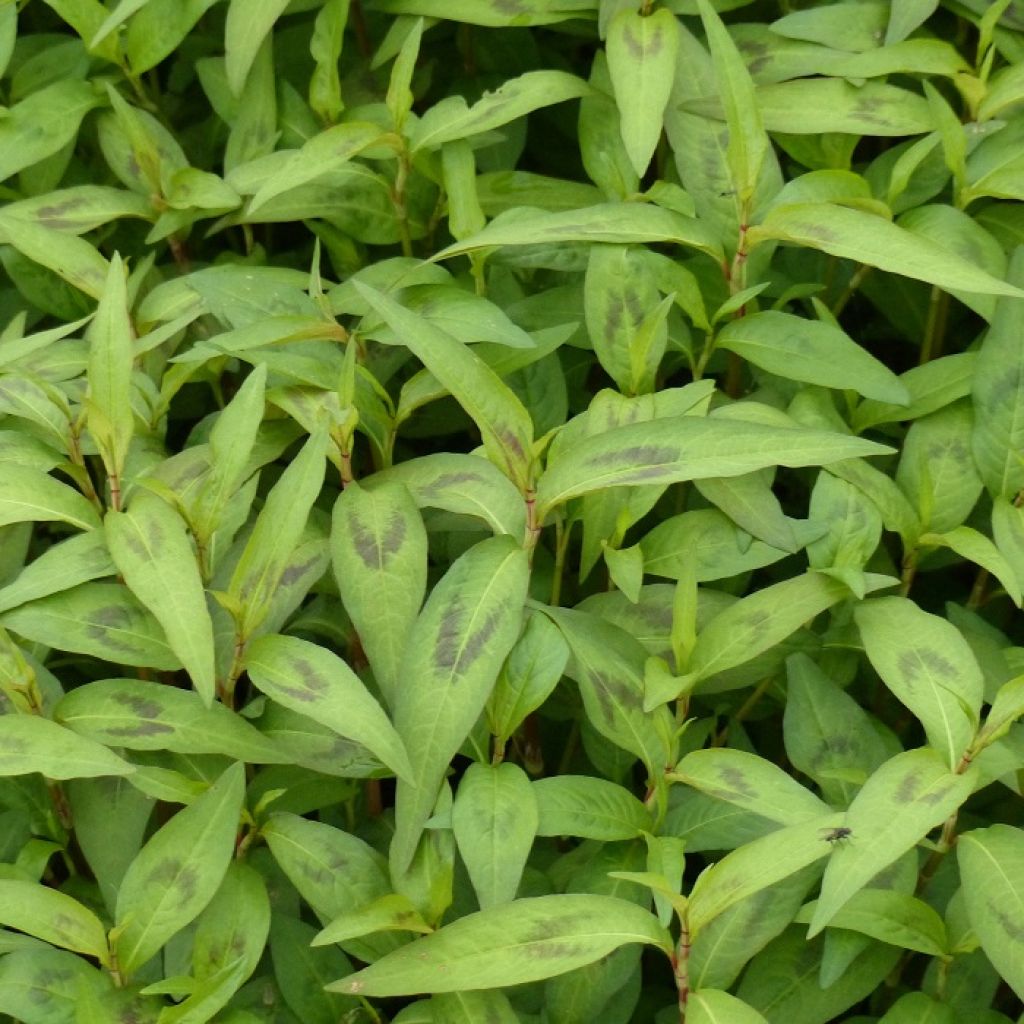 Cilantro Vietnamita - Polygonum odoratum