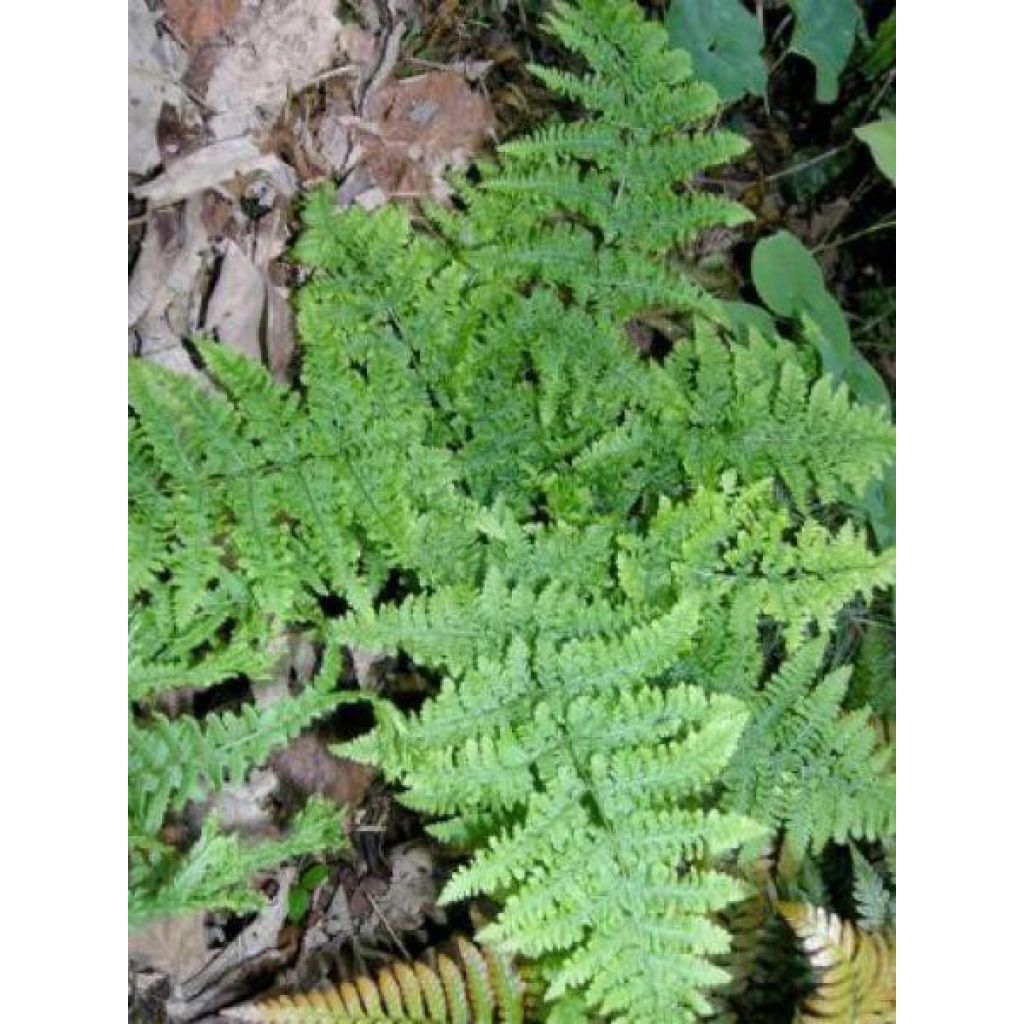 Dryopteris dilatata Crispa Whiteside - Helecho macho dilatado