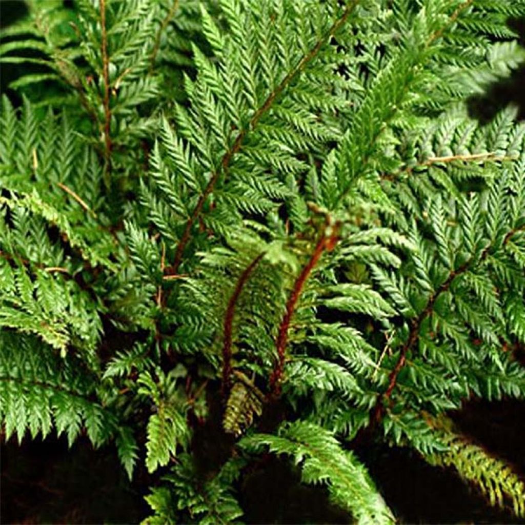 Polystichum polyblepharum Shiny Holy Fern - Helecho