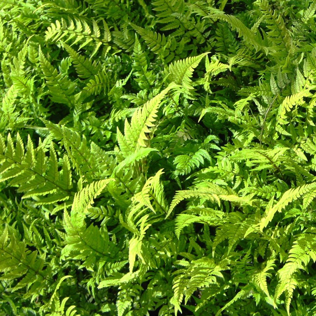 Polystichum tsus-simense - Helecho