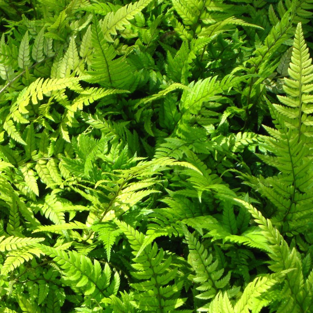 Polystichum tsus-simense - Helecho