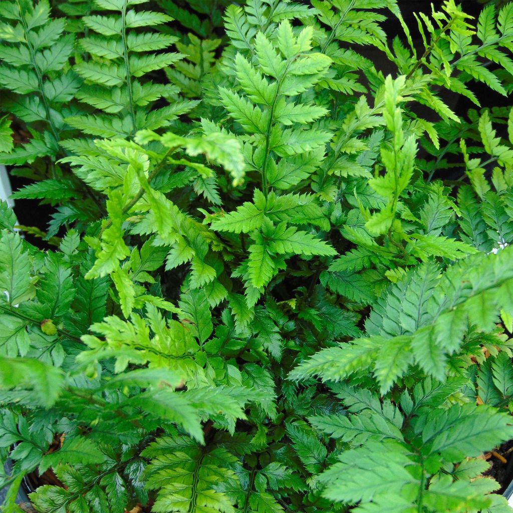 Polystichum tsus-simense - Helecho