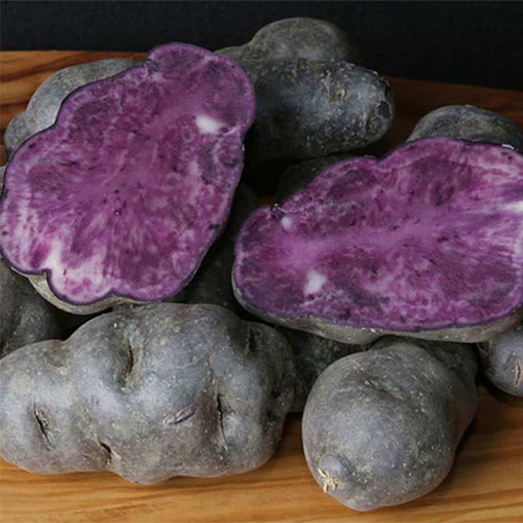 Patata Vitelotte