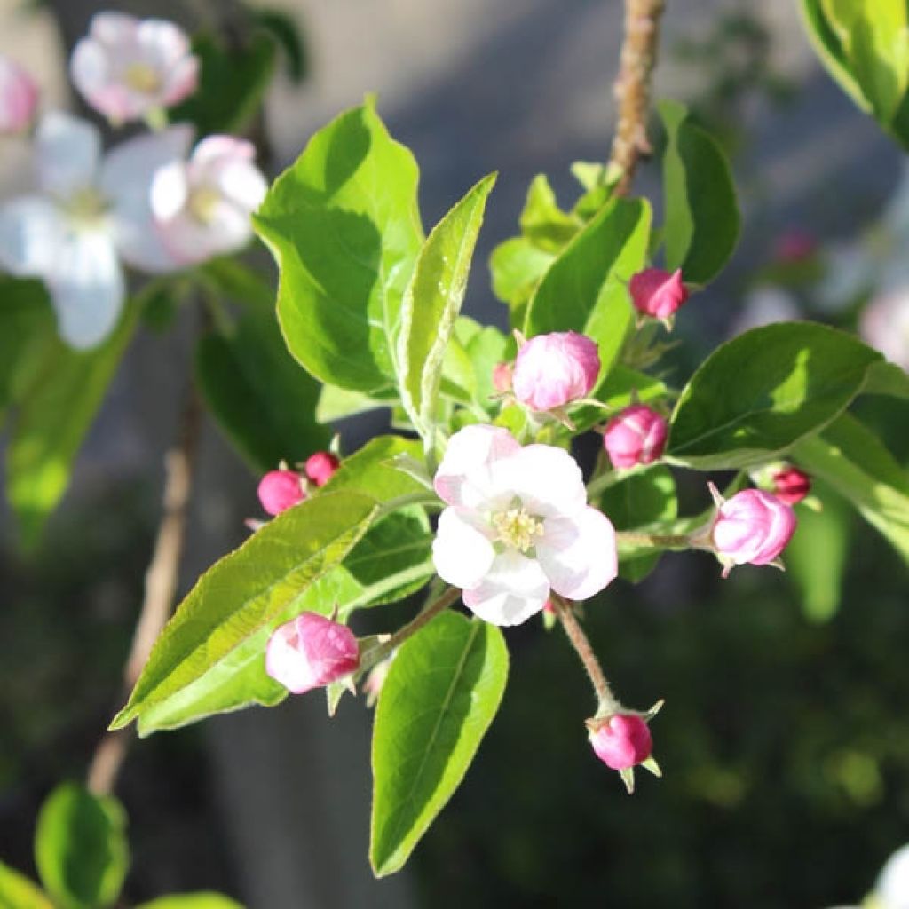 Manzano Golden Delicious