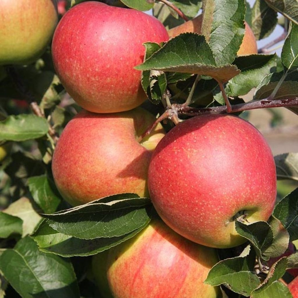 Pommier Jonagold - Palissé en palmettes