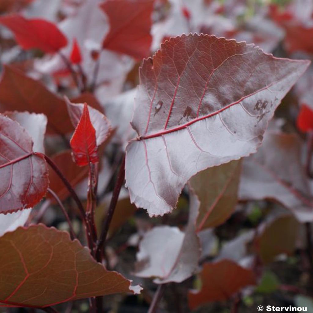 POPULUS deltoides Purple tower