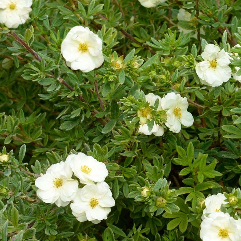 Potentilla fruticosa Double Punch Cream