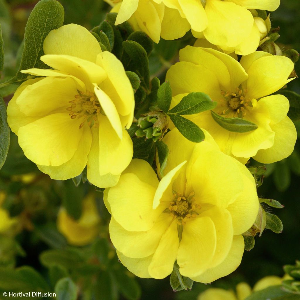 Potentilla fruticosa Double Punch Gold