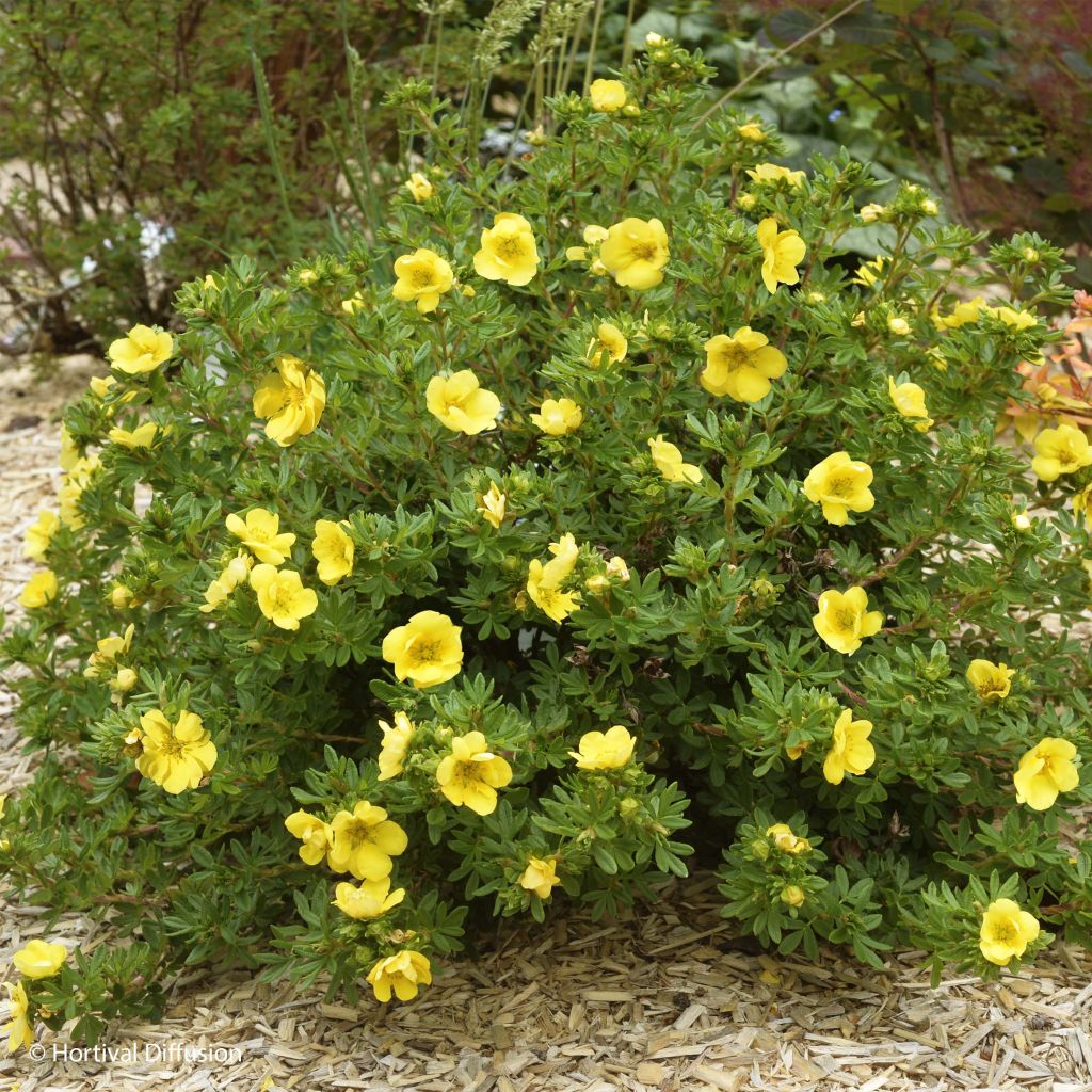 Potentilla fruticosa Double Punch Gold