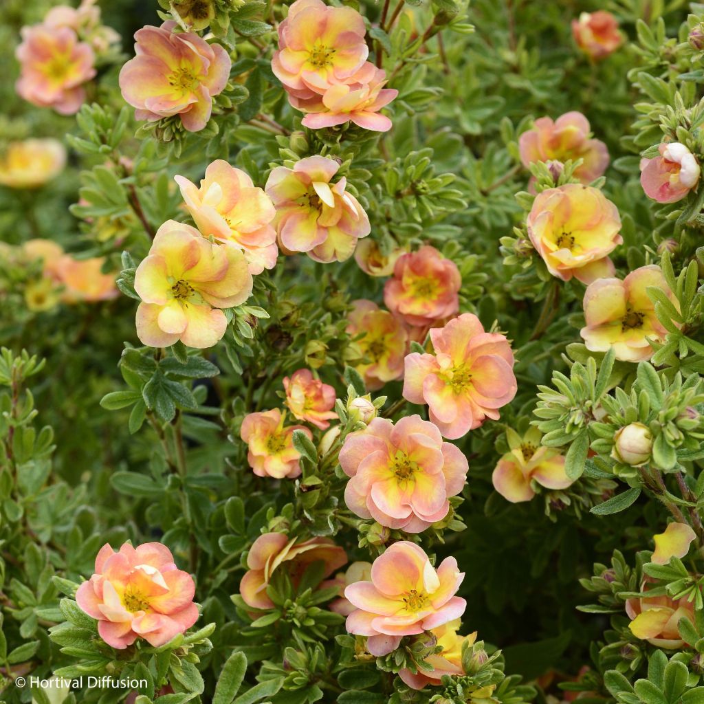 Potentilla fruticosa Double Punch Peach