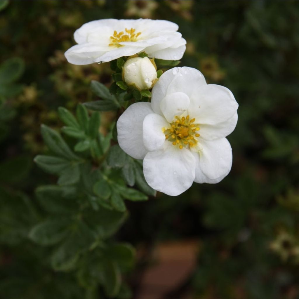 Potentilla fruticosa Creme brulée