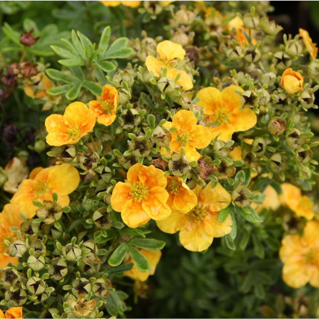 Potentilla fruticosa Mango Tango