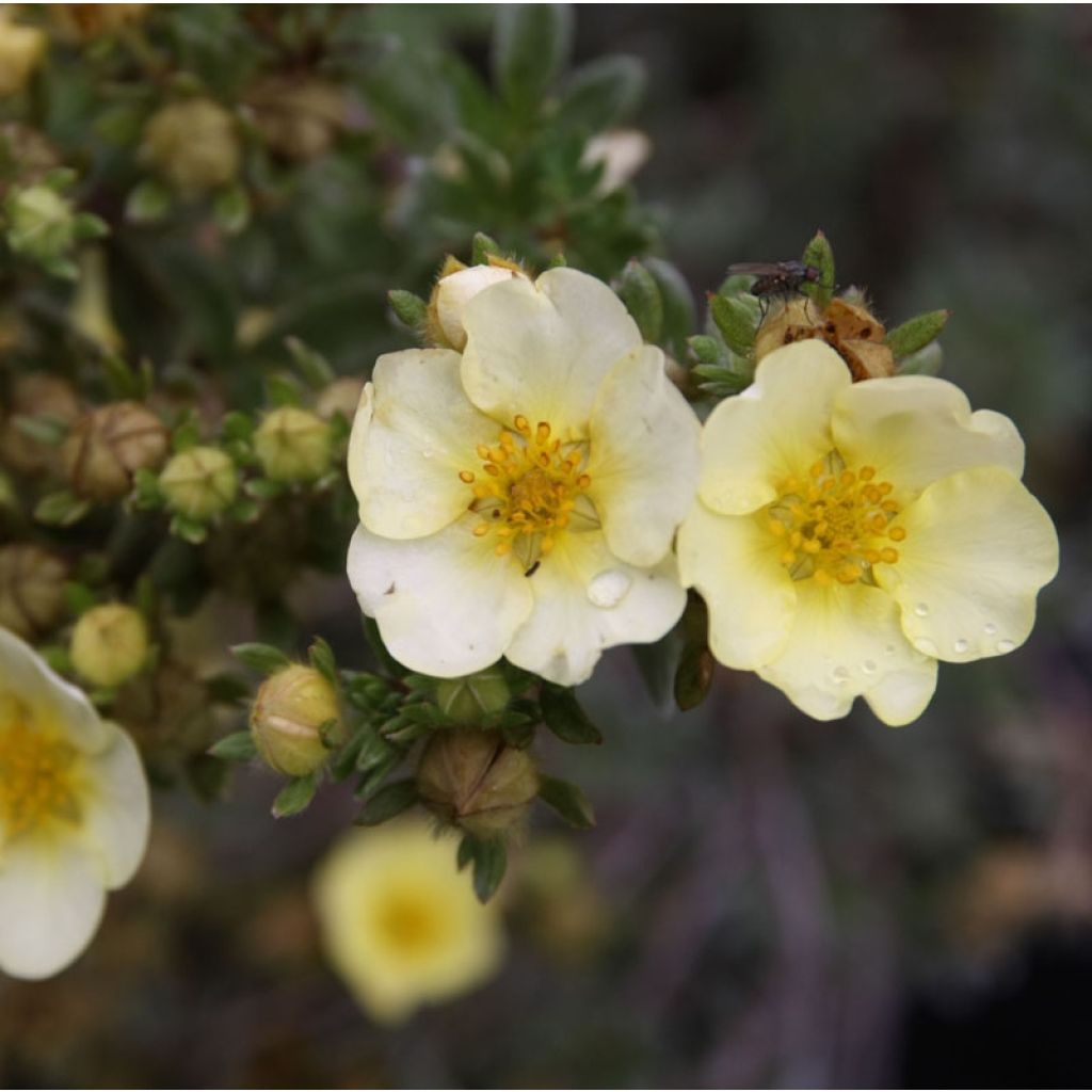 Potentilla fruticosa Primrose Beauty