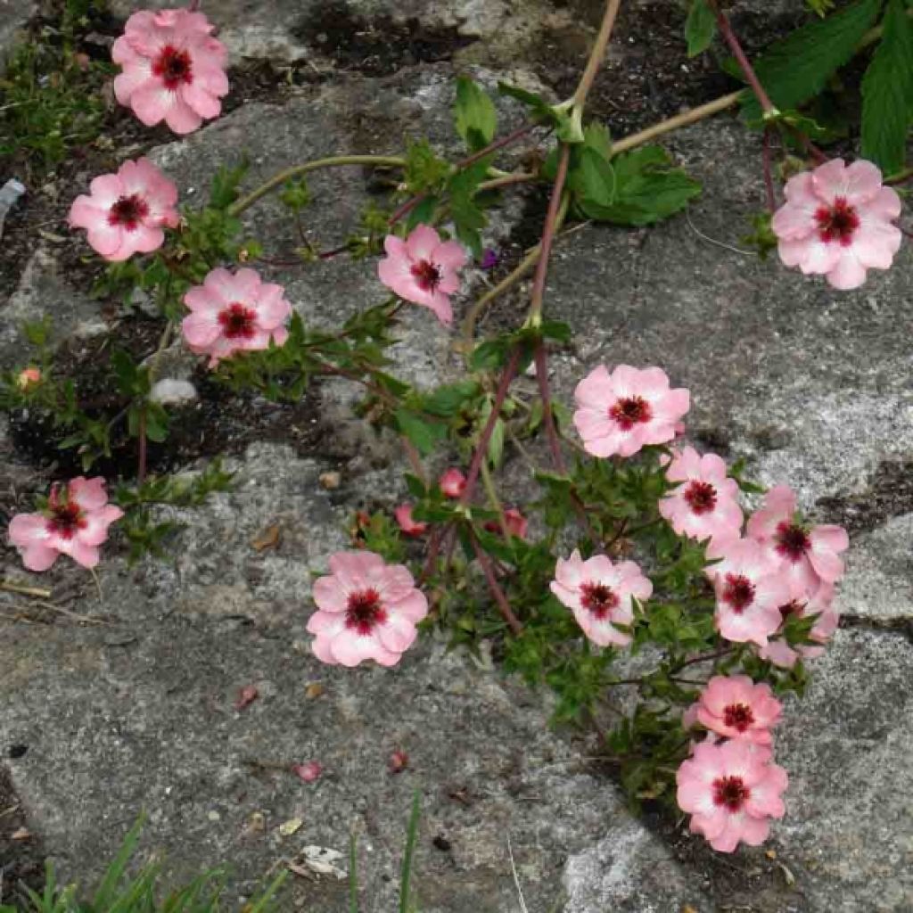 Potentilla hopwoodiana