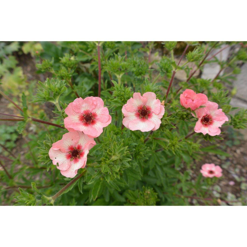 Potentilla hopwoodiana