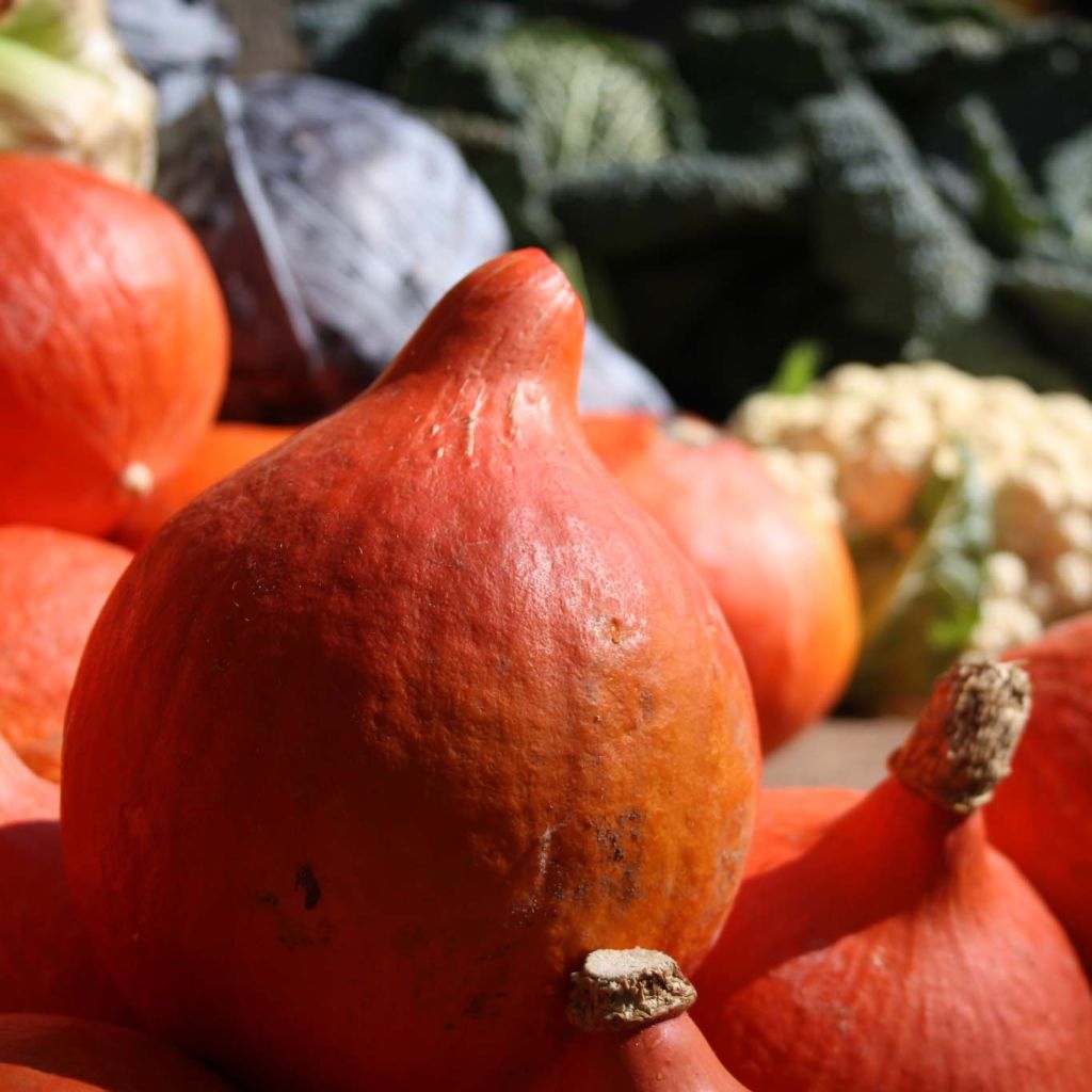 Calabaza Uchiki-Kuri (plantas)