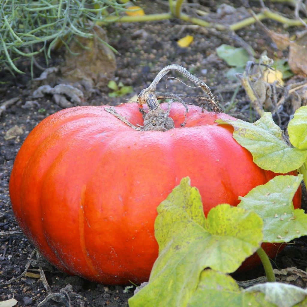 Calabaza Roja d'Etampes (plantas)