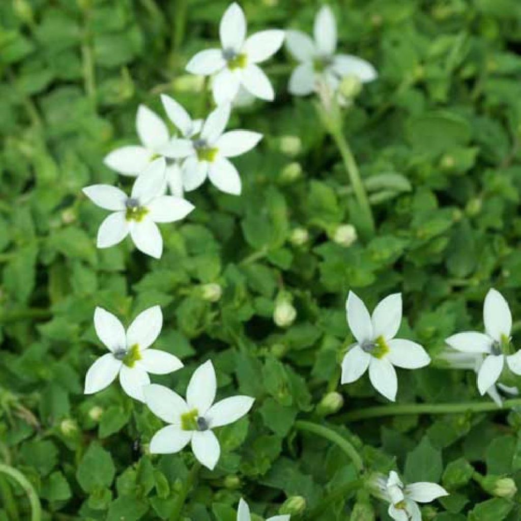 Pratia pedunculata Alba