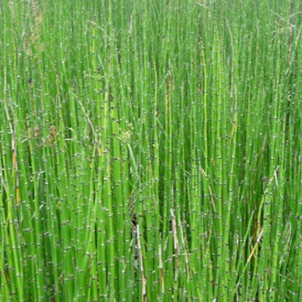 Equisetum scirpoides - Cola de caballo de junco