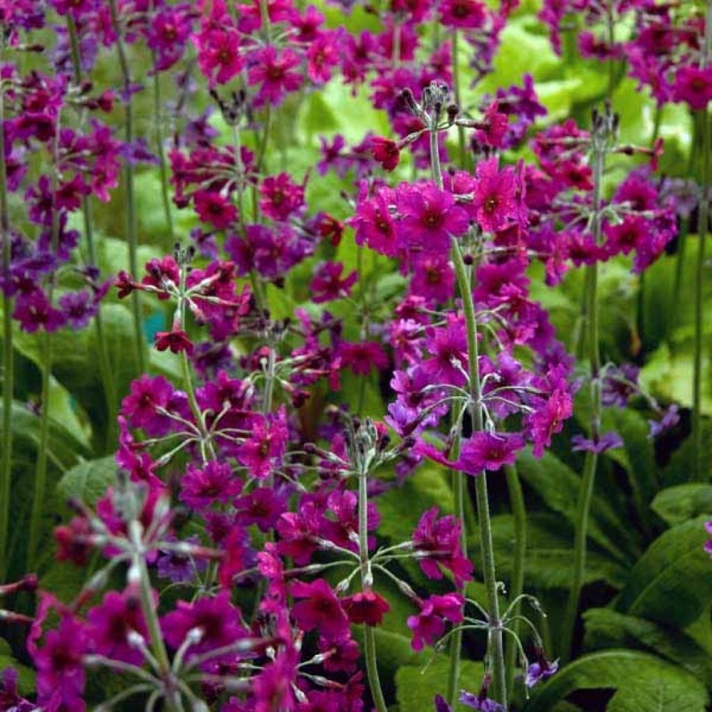 Primula pulverulenta