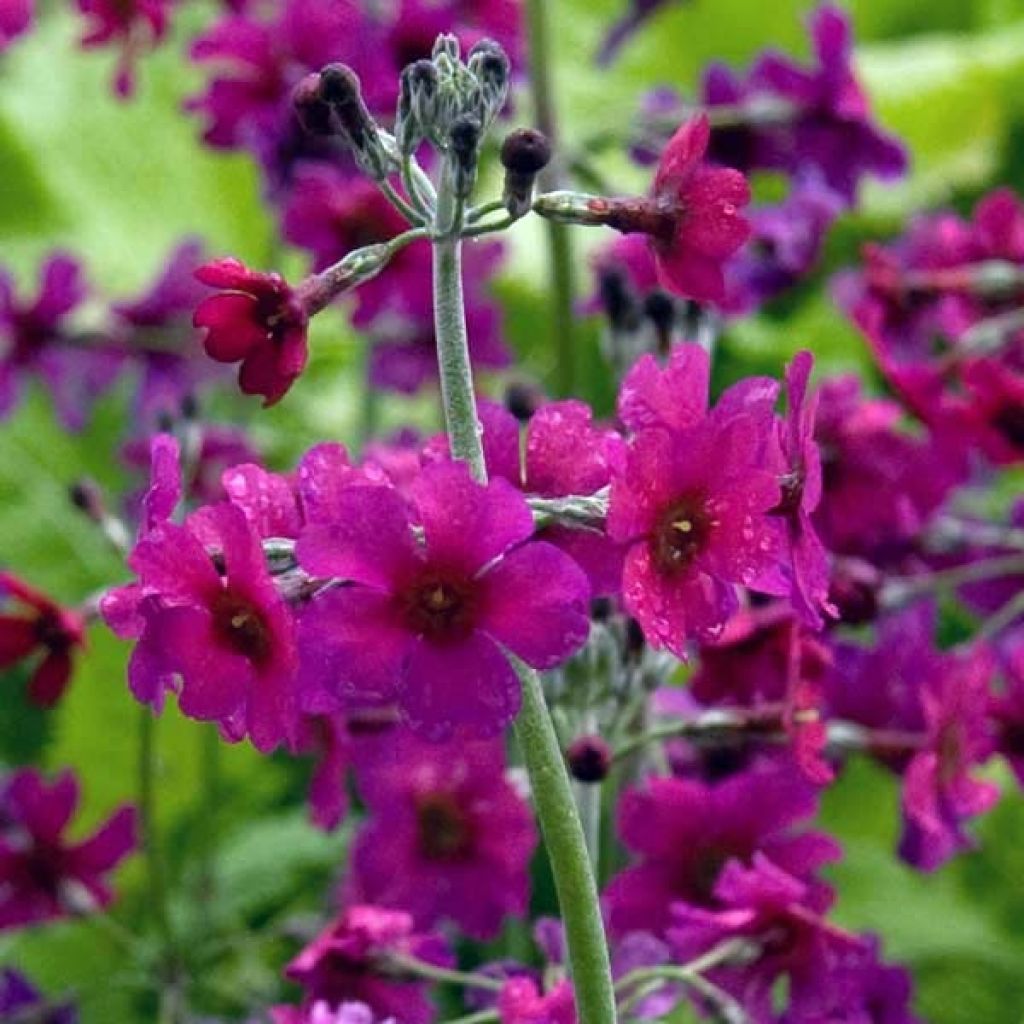 Primula pulverulenta