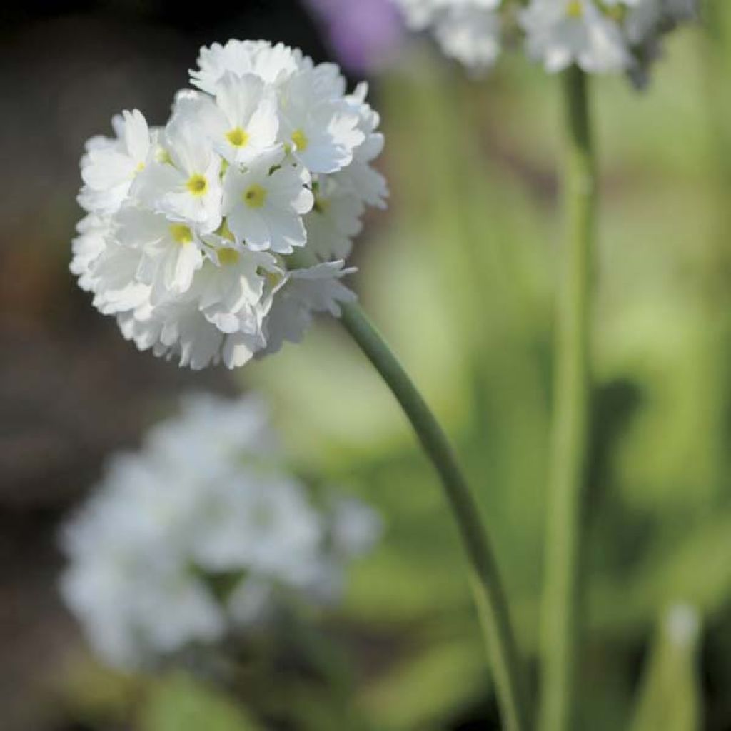 Primula denticulata Alba