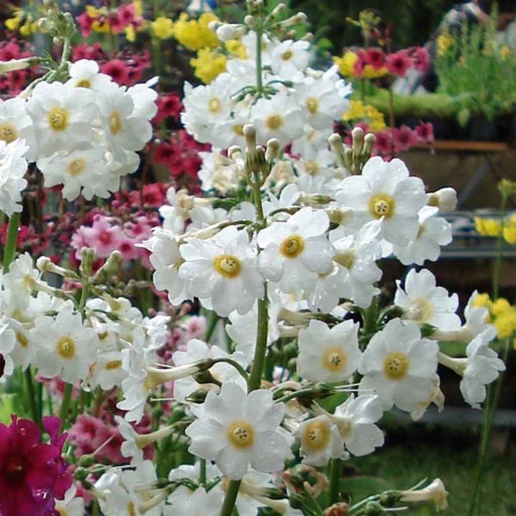 Primula japonica Alba