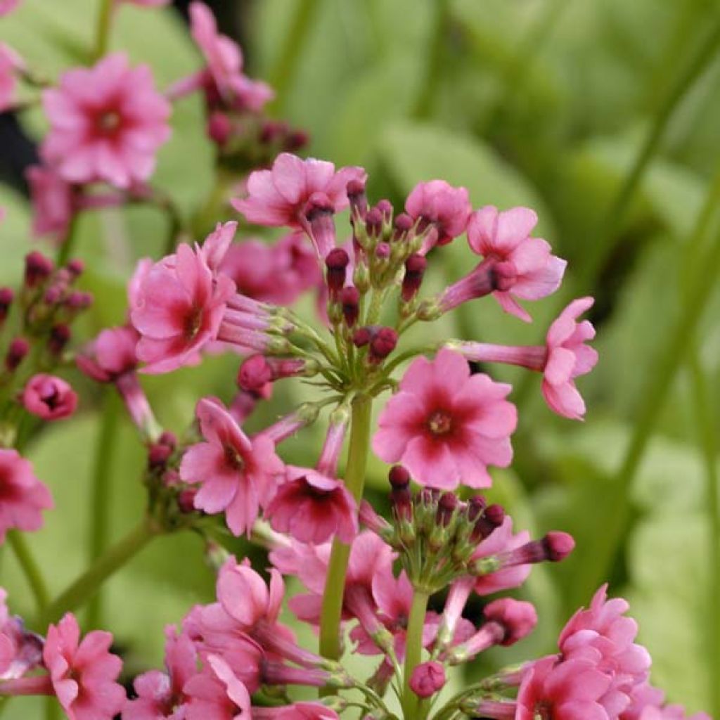 Primula japonica Millers Crimson