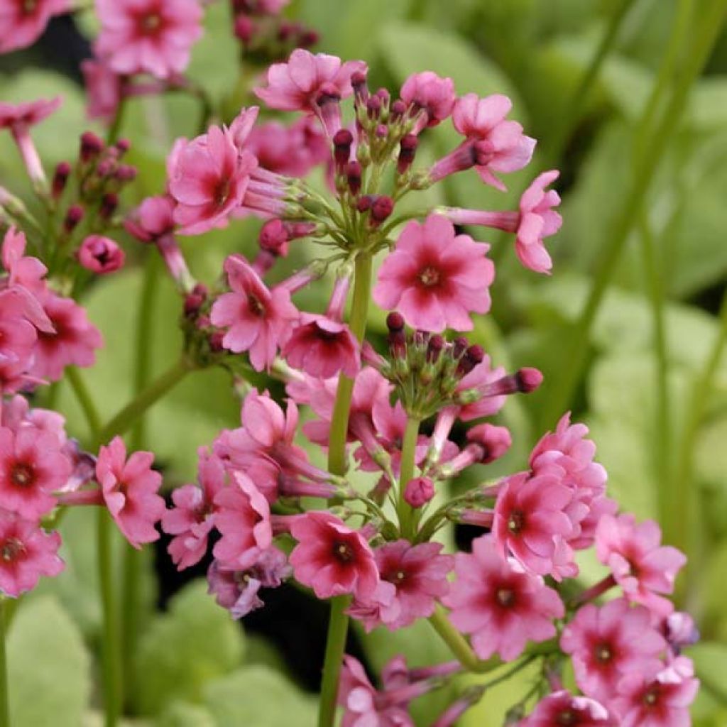 Primula japonica Millers Crimson