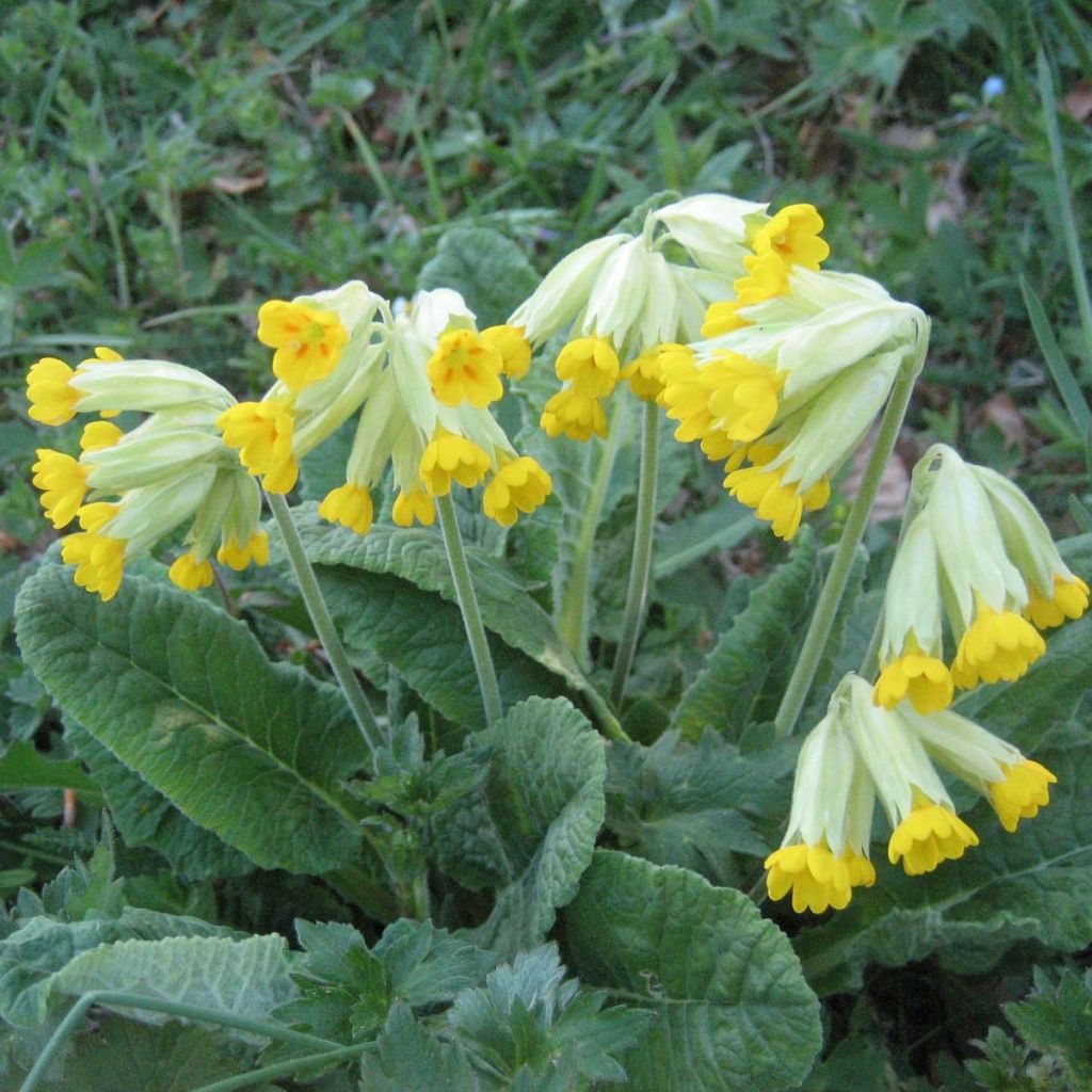 Primula veris