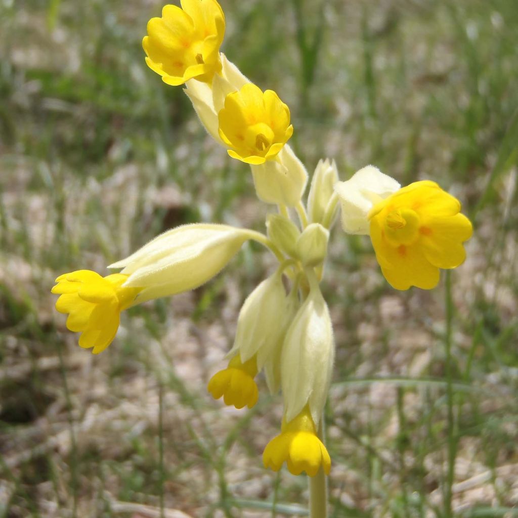 Primula veris